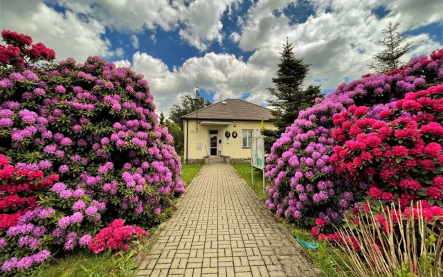 Proslulé rododendrony v Jarově na Plzeňsku letos vykvetly v plné kráse i síle, místní i turisté jsou nadšení