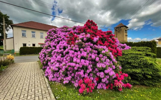 Proslulé rododendrony v Jarově na Plzeňsku letos vykvetly v plné kráse i síle, místní i turisté jsou nadšení