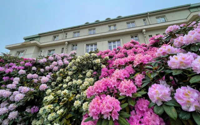 A takto kvetou rododendrony v pivovaru Plzeňský Prazdroj