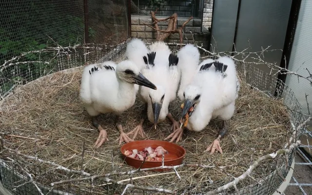 Do náhradních hnízd se podařilo úspěšně adoptovat tři osiřelá čapí mláďata