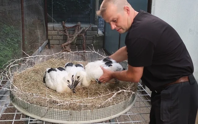 Do náhradních hnízd se podařilo úspěšně adoptovat tři osiřelá čapí mláďata