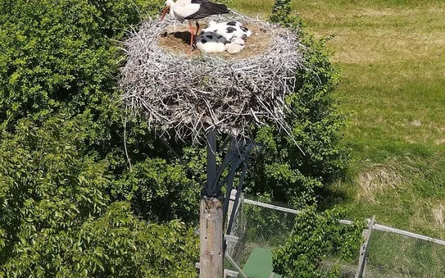 Do náhradních hnízd se podařilo úspěšně adoptovat tři osiřelá čapí mláďata