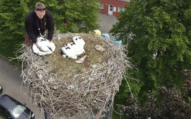 Do náhradních hnízd se podařilo úspěšně adoptovat tři osiřelá čapí mláďata