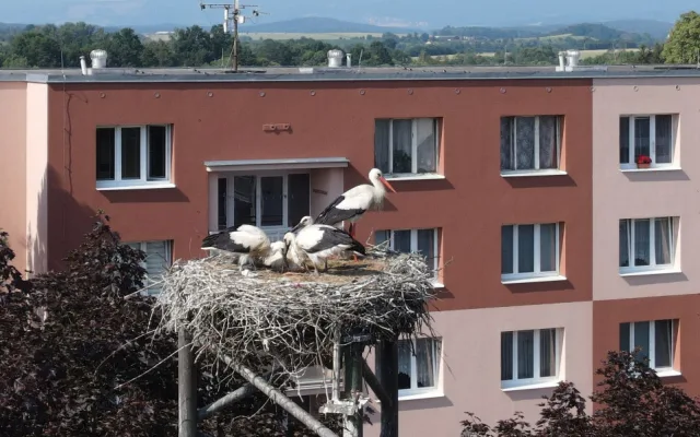 Do náhradních hnízd se záchranářům podařilo úspěšně adoptovat šest osiřelých čapích mláďat
