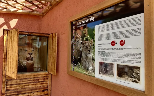 Zoologická zahrada po 20 letech přebudovala výběh pro lvy berberské, mají více prostoru