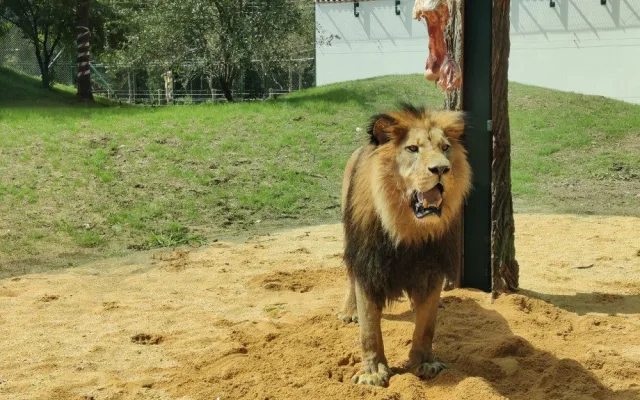 Zoologická zahrada po 20 letech přebudovala výběh pro lvy berberské, mají více prostoru