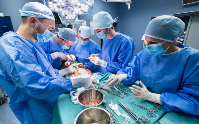Studenti medicíny mají jedinečnou možnost vyzkoušet si své dovednosti v praxi, operují prasata domácí