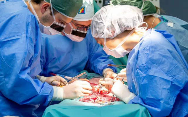 Studenti medicíny mají jedinečnou možnost vyzkoušet si své dovednosti v praxi, operují prasata domácí