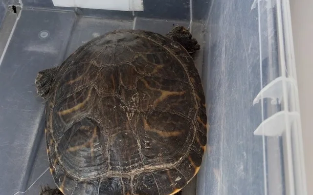 Další želvu nádhernou našla seniorka v Plzni v ulici Na Průtahu, foto: MP Plzeň