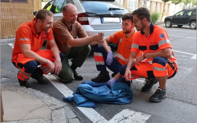 Když je potřeba, zachrání zdravotníci i životy dvou mláďat poštolky, která vypadla ze stejného hnízda