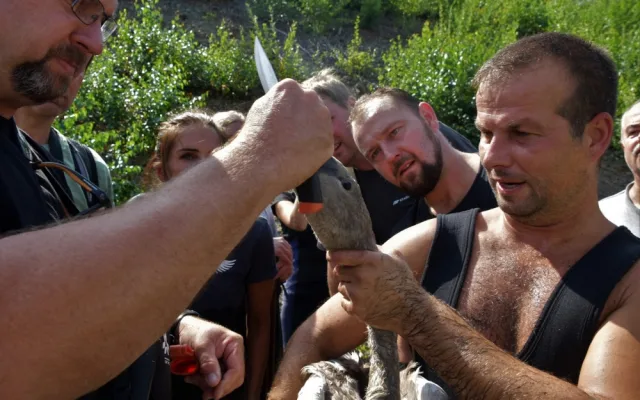 Labutí mládě se zamotalo do rybářského vlasce, pomohli mu zvířecí záchranáři a obětaví dobrovolníci