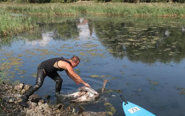 Labutí mládě se zamotalo do rybářského vlasce, pomohli mu zvířecí záchranáři a obětaví dobrovolníci