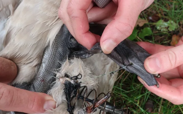 Mládě labutě doslova sešněrovala rybářská šňůra a dva zaseknuté háčky se zátěží, bez pomoci by zahynula