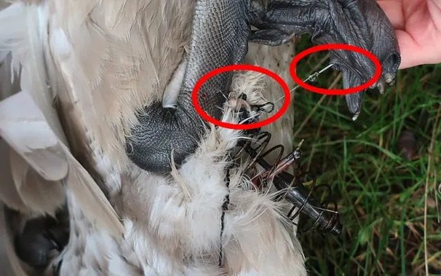 Mládě labutě doslova sešněrovala rybářská šňůra a dva zaseknuté háčky se zátěží, bez pomoci by zahynula
