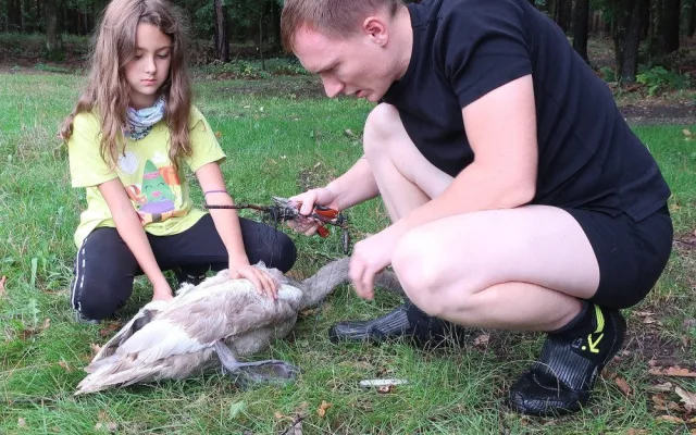 Mládě labutě doslova sešněrovala rybářská šňůra a dva zaseknuté háčky se zátěží, bez pomoci by zahynula