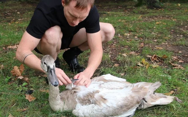 Mládě labutě doslova sešněrovala rybářská šňůra a dva zaseknuté háčky se zátěží, bez pomoci by zahynula