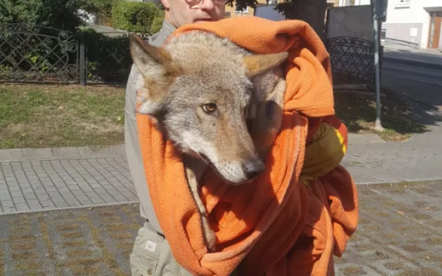 Vážně zraněný vlk sražený autem zůstává v péči záchranné stanice, nemůže se postavit na nohy