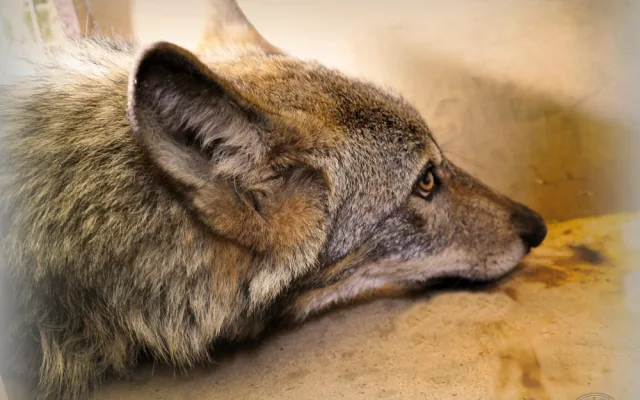 Vážně zraněný vlk sražený autem zůstává v péči záchranné stanice, nemůže se postavit na nohy