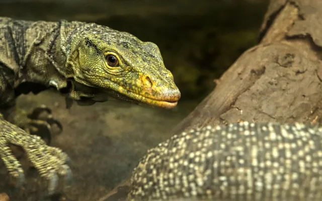 Varany plodožravé chová plzeňská zoo jako jedna z mála v Evropě, ošetřovatelé plánují odchovy