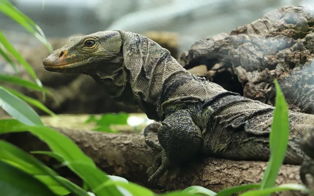 Varany plodožravé chová plzeňská zoo jako jedna z mála v Evropě, ošetřovatelé plánují odchovy