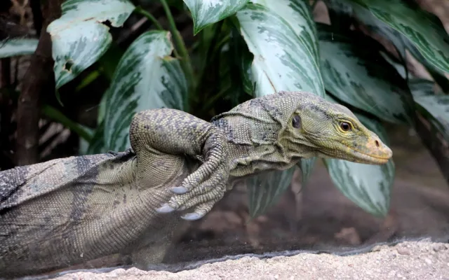Varany plodožravé chová plzeňská zoo jako jedna z mála v Evropě, ošetřovatelé plánují odchovy