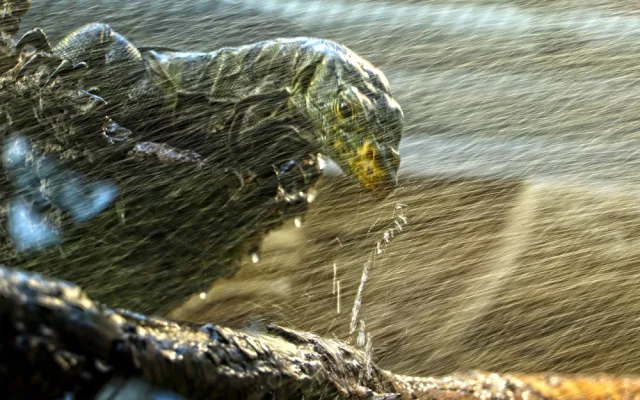 Varany plodožravé chová plzeňská zoo jako jedna z mála v Evropě, ošetřovatelé plánují odchovy