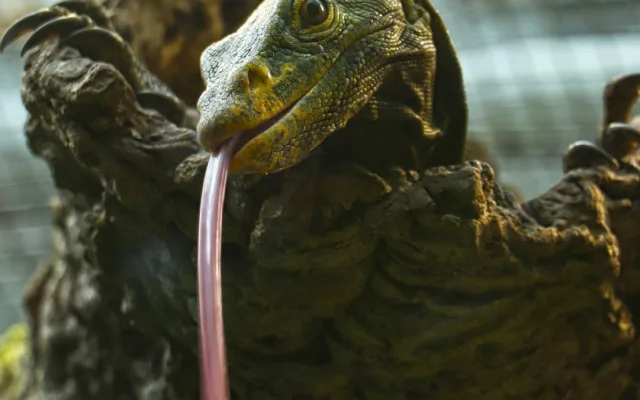 Varany plodožravé chová plzeňská zoo jako jedna z mála v Evropě, ošetřovatelé plánují odchovy