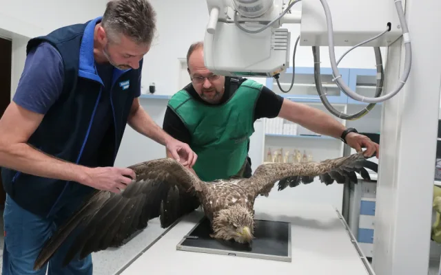 Veterinář vyšetřuje zraněného orla