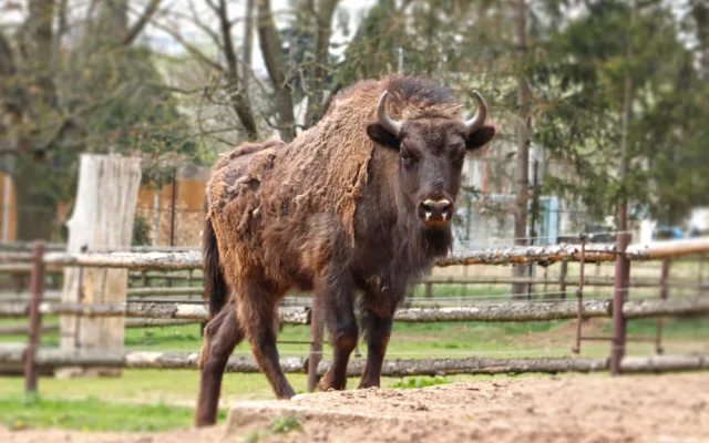 Zubří slečna Onica odcestovala z plzeňské zoo, bude se tam prohánět s divoce žijícím stádem v v Azerbajdžánu
