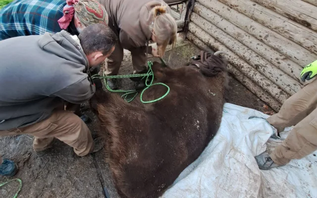 Zubří slečna Onica odcestovala z plzeňské zoo, bude se tam prohánět s divoce žijícím stádem v v Azerbajdžánu