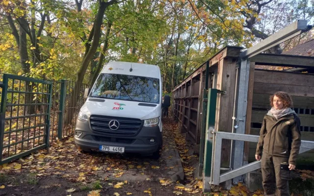 Zubří slečna Onica odcestovala z plzeňské zoo, bude se tam prohánět s divoce žijícím stádem v v Azerbajdžánu