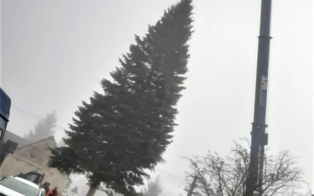 Vánoční strom pro město Plzeň se kácel v ranní mlze, večer dorazí na své místo na náměstí Republiky