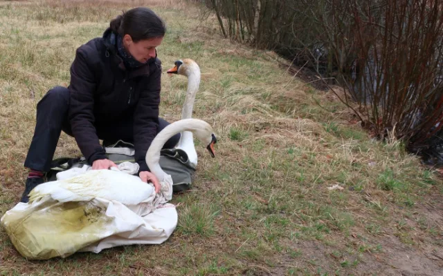 Na jaře byl labutí pár odchycen a stěhoval se mimo Plzeň