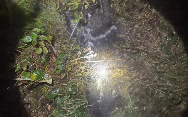 Spadlý strom zpřetrhal dráty elektrického vedení a odřízl část obce od proudu. Viníkem je bobr