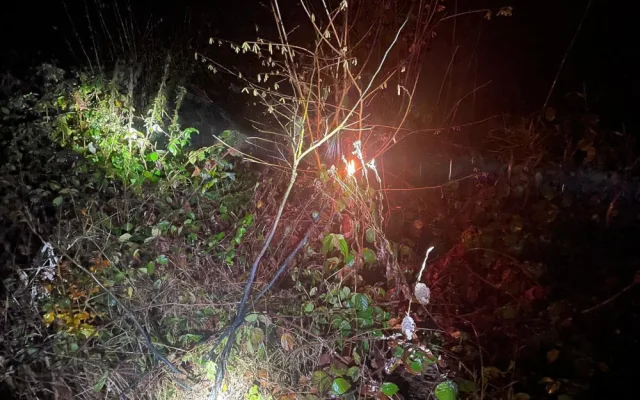 Spadlý strom zpřetrhal dráty elektrického vedení a odřízl část obce od proudu. Viníkem je bobr