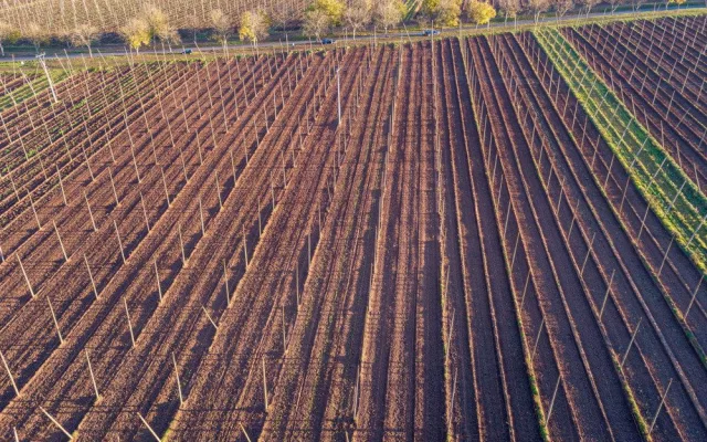 Chmelové EKG v projektu plzeňského pivovaru odhalilo příčiny letošní velmi špatné chmelařské sezóny
