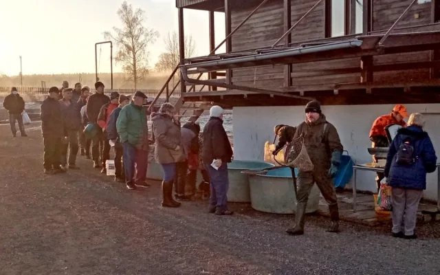 Vojenské lesy začaly s prodejem ryb z ekologických chovů na Padrťských rybnících, kapry nabízejí pod stovku