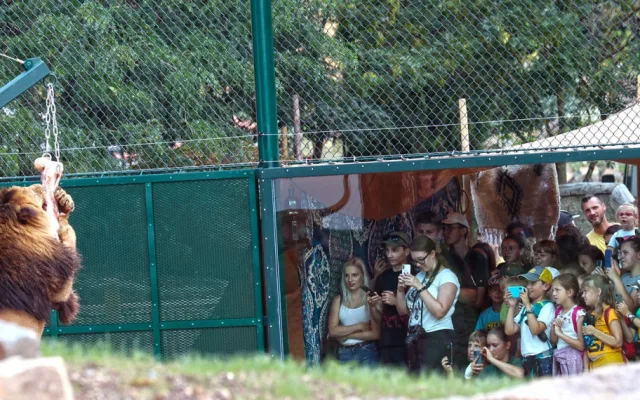 Zoo Plzeň letos otevřela zmodernizovaný a přebudovaný výběh pro lvy berberské