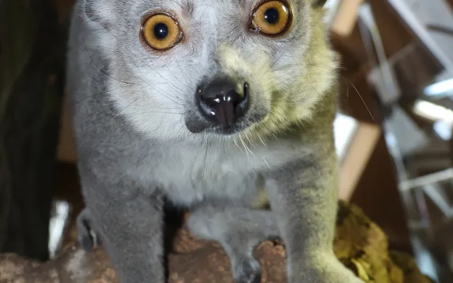 lemur korunkatý