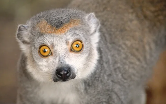 lemur korunkatý