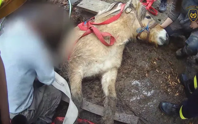 VIDEO: Kobyla se propadla do úzké jímky, hasiči ji museli zaplavit vodou a zvíře nadlehčit