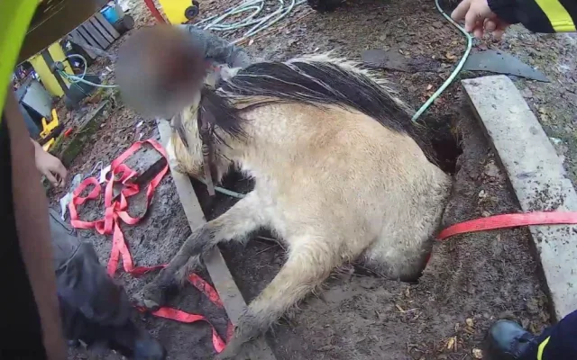 VIDEO: Kobyla se propadla do úzké jímky, hasiči ji museli zaplavit vodou a zvíře nadlehčit