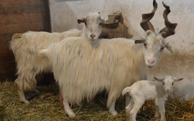 První letošní mládě narozené v plzeňské zoo už dostalo jméno, představujeme vám kozlíka Kubíka