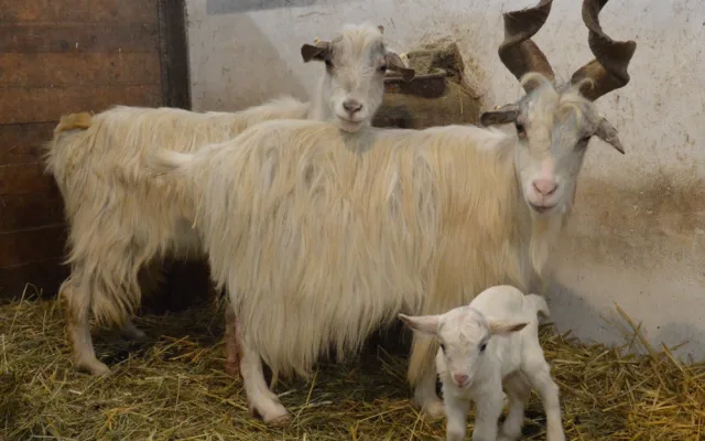 První letošní mládě narozené v plzeňské zoo už dostalo jméno, představujeme vám kozlíka Kubíka