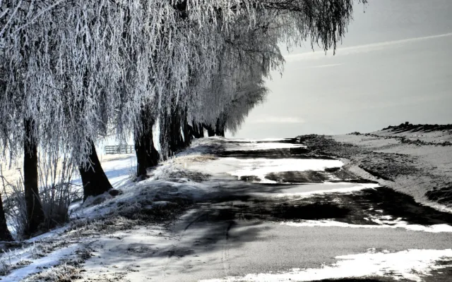 Stromořadí Hlavňovice k Suché, foto: Marta Netrvalová.