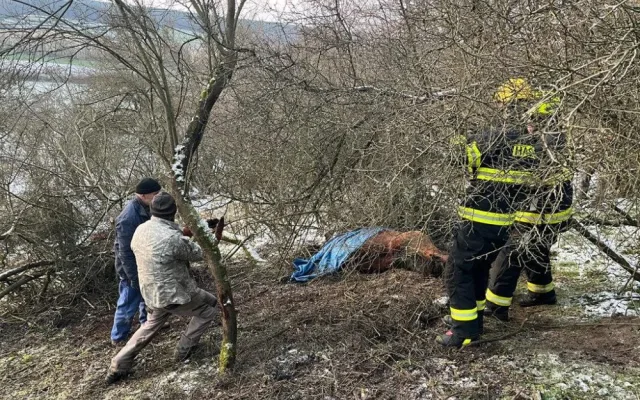 Divoký kůň uvízl v těžko přístupném terénu, hasiči hodiny bojovali o jeho záchranu