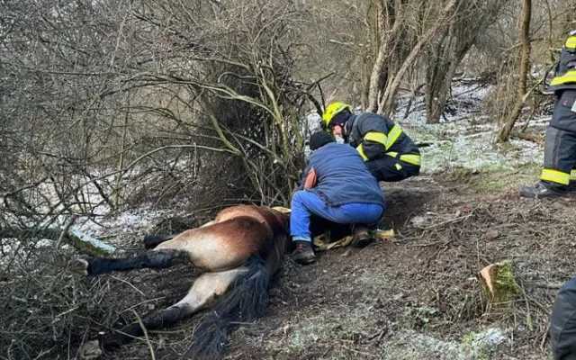 Divoký kůň uvízl v těžko přístupném terénu, hasiči hodiny bojovali o jeho záchranu