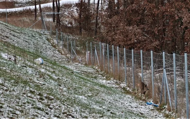 Zmatený srnec uvízl u frekventované silnice mezi ochrannými ploty. Do záchranné akce se zapojili i náhodní turisté