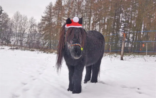 Příběh starého a týraného poníka Hyumpeho má šťastný konec, nový domov našel u zkušené chovatelky