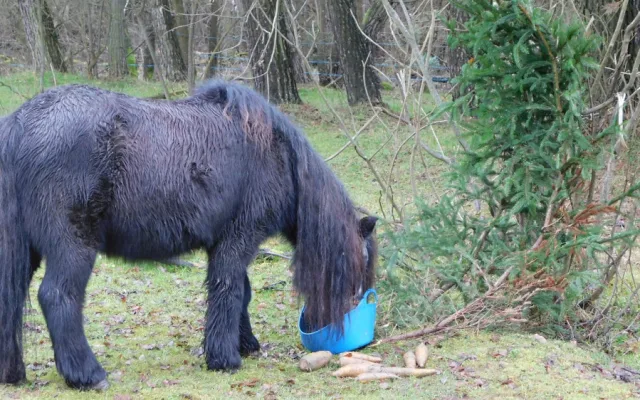 Příběh starého a týraného poníka Hyumpeho má šťastný konec, nový domov našel u zkušené chovatelky